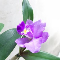 미니퍼플(신종)