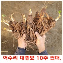 어수리모종 ( 왕삼) 대종묘 10주 판매., <어수리 대종묘 10주>” class=”wr-img”></a></div></p></div></p></div></p></div><div class=