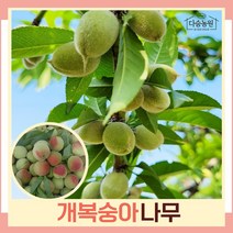 복숭아나무 묘목 개복숭아 R4cm 개화주(분) 1개