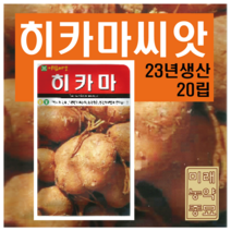 히카마 씨앗 20립 (23년산)- 얌빈 씨앗