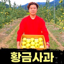 (할인특가) 황금사과 시나노골드, (행사)골드 흠과-중과 3kg(10~12)