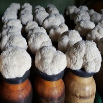 포천 노루궁뎅이 버섯키우기 배지 1개 집에서 키우는 버섯 국내산 톱밥베지 버섯베지 버섯배지 재배 키트 요리 놀이방 자연체험 재료 교육용 어린이집 유치원 초등학교 선물용 대량문의