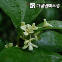 목서나무 가림원예조경, 은목서 삽목2년(5개세트)