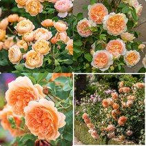 영국 장미 묘목/데이비드 오스틴 장미(David Austin Rose)/신품목 -데임주디덴치﻿(Dame Judi Dench) 밧세바(Bathsheba) 로알드달(Roald Dahl, 6. 포트썬라이트
