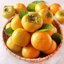 창녕 고당도 햇단감 5kg 6시 내고향 출연 부유단감 상서단감 창원, 중대과 (18과)