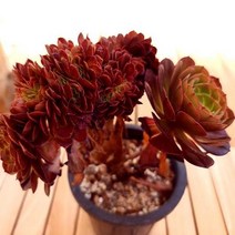 할로윈철화 중품 키우기 쉬운 다육식물1-140 랜덤발송