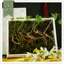 춘천 홍천 평창 명품 산양산삼 강원산삼초 산지직송, 7년근 3주