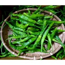 (가락시장까망콩) 당일경매 싱싱한 꽈리고추 1kg, 1개