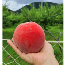 실중량 4kg 당도보장 대극천 납작 복숭아 2kg peach 딱딱이 신비 백도 황도 개, 선물용 특대과 말랑이황도 3kg