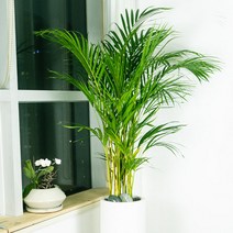 pfo009 축 개업 개원 축하화분 공간배치 식물인테리어