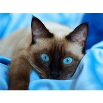 동물 보석십자수 고양이 강아지 호랑이 부엉이 황금알 비즈 십자수 Evershine 5d 다이아몬드 그림 전체 광장 크로스 스티치 다이아몬드 자수 판매 rhinestones 아트, 183, 사각 드릴 80x60cm