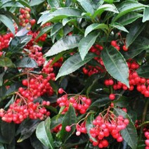 묘목/백량금(만냥금) 8치화분묘 B1141, 1개