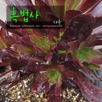 허브여울다육 흑법사(목대하나) 지름 9cm 소품화분, 3개