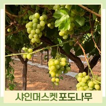 포도나무 묘목 청포도 샤인머스켓 5치포트 2개