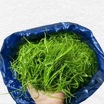 비금도 세발나물 갯나물 4kg, 세발나물 4kg, 1개