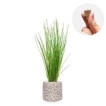 초보자도 키우기 쉬운 어항장식 포트수초 200종 모음, 16번) 미니링포트 헤어그라스