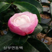 에덴농원 상부연동백(한목대)