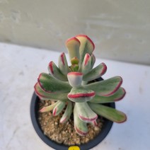 [메카다육]1-0128 원종방울복랑금(다육금) 화분포함 다육식물