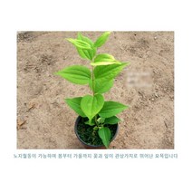 수생식물/묘목 칠자화 갈색플라스틱화분 모종 2개 (L0468)
