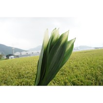 (하나플란츠)생화 무늬엽란 1단 10대 생화택배 그린소재 플라워농장 (도착예정일은 따로 문의)