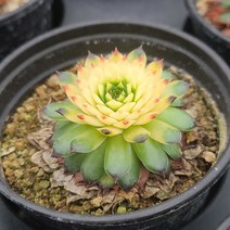 [소소한다육] 블랙탑 바위솔 (칼라) 다육식물, 1개