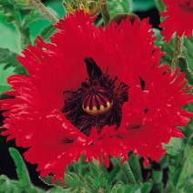 꽃양귀비 튀겐루이스 숙근 개화주 3개