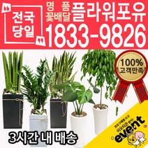 개업축하화분배달 금전수 돈나무 산세베리아 극락조 뱅갈고무나무 해피트리 행운목 녹보수 크로톤 스투키 개업식 개업선물 집들이 거실화분, (선택99)금호선인장