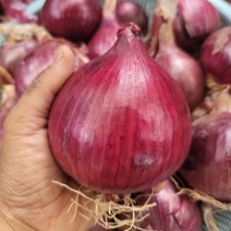 (광평) 23년 단단한 무안 자색양파 3kg 5kg 10kg 중대혼합 산지직송, 자색양파 중대혼합 5Kg, 1개