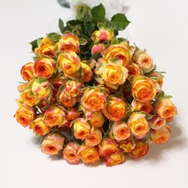 아이라이너 미니 장미꽃 생화택배 (고속터미널꽃시장 직배송) 꽃예꽃, 취소처리(취소선택시 다른꽃변경불가), 금~일요일 구매시 (화요일 도착)