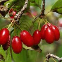 [라이브묘목농원] 산수유나무 묘목 2년생 특묘, 1개