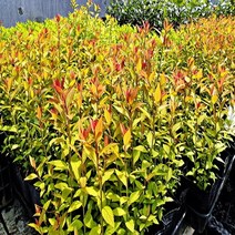 충주원예조경 / 삼색조팝 / 개화주 / 7치포트, 주