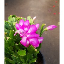 행복한꽃순이// 분홍게발선인장(15cm분)