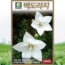 백도라지 씨앗 도라지 씨 토종 약초 종자 1000립