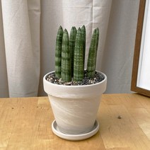 건강한 반려식물 키우기쉬운 공기정화식물 스투키 토분, 스팡 오렌지11, 받침 1개