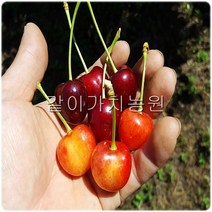 같이가치농원 체리나무 묘목(홍수봉)2중콜트대목 접목1년특묘