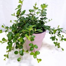 신홀리페페 키우기 쉬운 실내 공기청정 공기정화식물, 단품, 1개