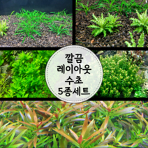 [수초마트] 깔끔 레이아웃 수초 5종 세트 (21줄기)