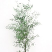 드라이플라워 보존된 아스파라거스 고사리 불멸의 꽃 꽃다발 DIY 재료 영원한 자연 홈 오피스 장식 5 가지, 01 green_01 5 branches