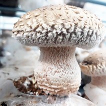 두리원 상주 산지직송 무농약 송화버섯 1kg, 1박스, 03.송화버섯 중품1kg