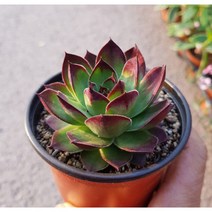 행복한꽃순이//능견바위솔/노지월동, 5개