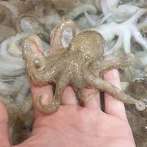 서해안 활 주꾸미 쭈꾸미 1kg (알베기 랜덤), 단품없음