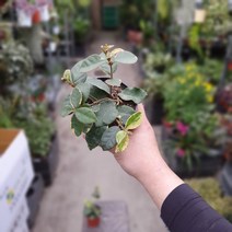 [공룡꽃식물원]1+1 무늬백화등 덩굴식물 59