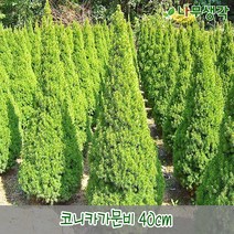 착한가격나무생각 코니카가문비 40cm