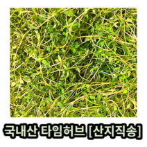 국내산 타임 허브 약 10g 30g 100g 500g 1kg 산지직송 타임 허브 생잎 타임허브잎 타임 타임향신료 허브타임생잎 thyme 향신료 타임허브 샐러드 herb 향신료타임, 약 30g