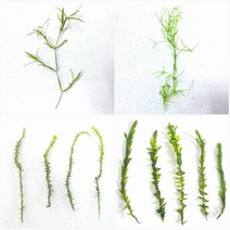 디스치코필름버드나무모스 4~5cm1촉 타누키모나자스말 초보음성수초키우기, 4번 버드나무모스 약4~5cm 1촉