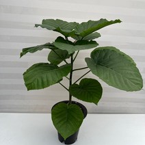 [다은꽃농원]휘카스 휘커스 움베르타 중품 외목대 산소제조기 산소탱크 키우기쉬운 실내공기정화식물 인테리어