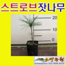 (D소망)스트로브잣나무묘목 실생3년(포트) 8그루