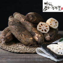 [영파머스몰]마캐는 젊은농부들 국내산 연근 흙연근 통연근 특품, [연근특상5] 연근 특상품 5kg