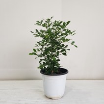 온누리농원 오렌지 자스민, 1개