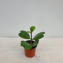 [다은꽃농원]하트호야 다육이 키우기쉬운 공기정화식물 인테리어